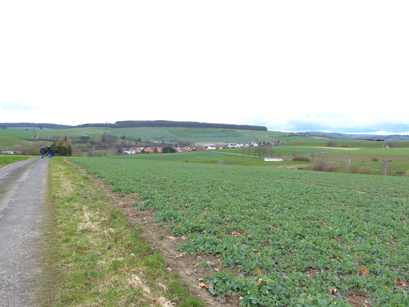 östliche Winterhalbe